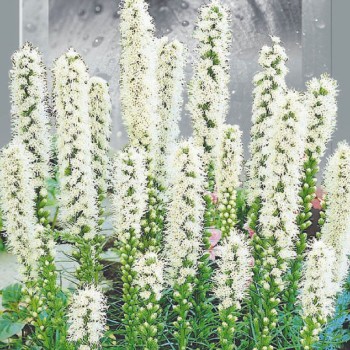 Лиатрис белые семена многолетия. 60-80 см (Seedera)