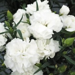 Лилипот F1 белая (white) семена гвоздики китайской (Sakata)