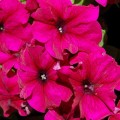Лимбо F1 бургунды семена петунии грандифлора (Hem Genetics)