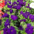 Лимбо F1 синяя (blue) семена петунии грандифлора (Hem Genetics)