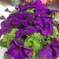 Лимбо F1 синяя (blue) семена петунии грандифлора (Hem Genetics)