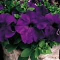 Лимбо F1 синяя (blue) семена петунии грандифлора (Hem Genetics)