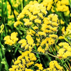 Лимониум желтый (yellow) семена (Moravoseed)
