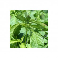 Лимонне насіння базиліка (Euroseed)