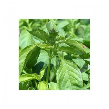 Лимонные семена базилика (Euroseed)