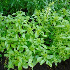 Лимонне насіння базиліка (Satimex)