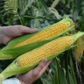 Лискам F1 (4366YS HMX) семена кукурузы суперсладкой Sh2 (Clause)