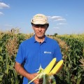 Лискам F1 (4366YS HMX) семена кукурузы суперсладкой Sh2 (Clause)