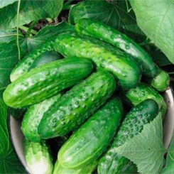 Улюбленець насіння огірка бджолозапилюваного (GL Seeds)
