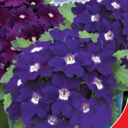Мадам семена вербены (GL Seeds)