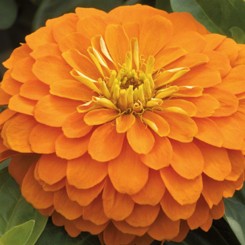 Магеллан F1 оранжевая (orange) семена майор (Syngenta)