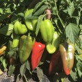 Магус F1 семян перца сладкого (Lark Seeds)