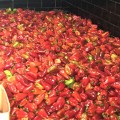 Магус F1 семян перца сладкого (Lark Seeds)