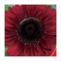 Малиновая королева семян подсолнечника декоративного (GL Seeds)