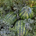 Маракеш F1 семян арбуза позднего (Ergon seeds)