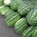 Маракеш F1 семян арбуза позднего (Ergon seeds)