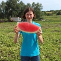 Маракеш F1 семян арбуза позднего (Ergon seeds)