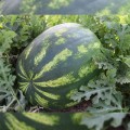 Маракеш F1 семян арбуза позднего (Ergon seeds)