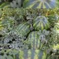 Маракеш F1 семян арбуза позднего (Ergon seeds)
