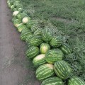 Маракеш F1 семян арбуза позднего (Ergon seeds)