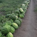 Маракеш F1 семян арбуза позднего (Ergon seeds)