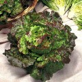 Маравилла семена салата тип Айсберг (Hortus)