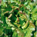 Маравилла семена салата тип Айсберг (Hortus)