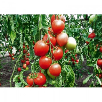 Мазарини семена помидора индетерминантного (GL Seeds)