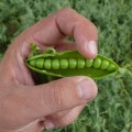 Мегасайз семян гороха (Lark Seeds)