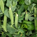 Мегасайз семян гороха (Lark Seeds)