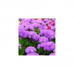 Агератум Мексиканский фиолетовый (purple) семена (Moravoseed)