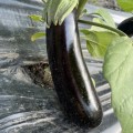 Милая F1 семена баклажана раннего (Lark Seeds)