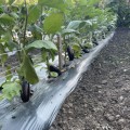 Милая F1 семена баклажана раннего (Lark Seeds)