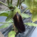 Милая F1 семена баклажана раннего (Lark Seeds)
