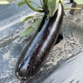 Милая F1 семена баклажана раннего (Lark Seeds)