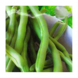 Монтана семян фасоли спаржевой (GL Seeds)