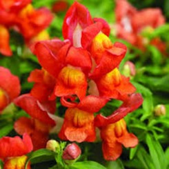 Монтего F1 оранж биколор (orange bicolor) семена антирринума карликового (Syngenta)