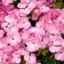 Мультиблум F1 лавандовая (Multibloom F1 Lavender) семена пеларгонии (Syngenta)