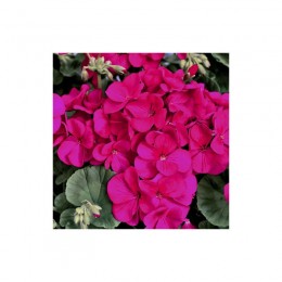 Мультиблум F1 фиолетовая (Multibloom F1 Purple) семена пеларгонии (Syngenta)