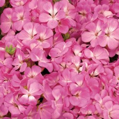 Мультиблум F1 пинк (Multibloom F1 pink) семена пеларгонии (Syngenta)