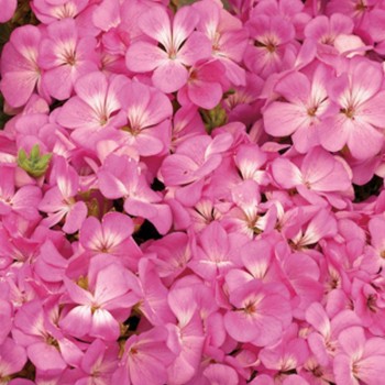 Мультиблум F1 пинк (Multibloom F1 pink) семена пеларгонии (Syngenta)