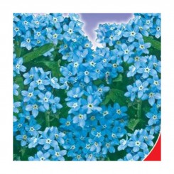 Небесная ласточка семян незабудки (GL Seeds)