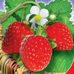Александрия семена земляники ремонтантной (GL Seeds)