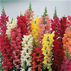 Опус F1 смесь (mix) семян антиринума (Syngenta)