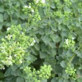 Орегано греческий семена орегано (Semo)