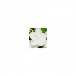 Паула White (белый) семена барвинка ампельного (Kitano Seeds)