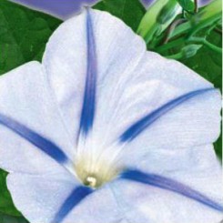 Персидская звезда семян березки крупноцветковой (GL Seeds)