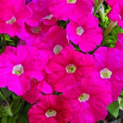 Пикобелла F1 розовая (pink) семена петунии миллифлора (Syngenta)