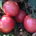 Пинк Сейф F1 семена помидора детерминантного (Lark Seeds)