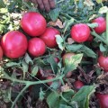 Пинк Сейф F1 семена помидора детерминантного (Lark Seeds)